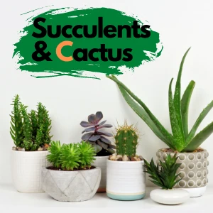 Succulents & Cactus