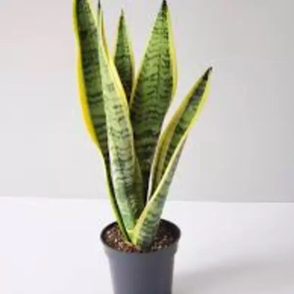 Sansevieria Trifasciata ‘Mother-in-law’s Tongue’