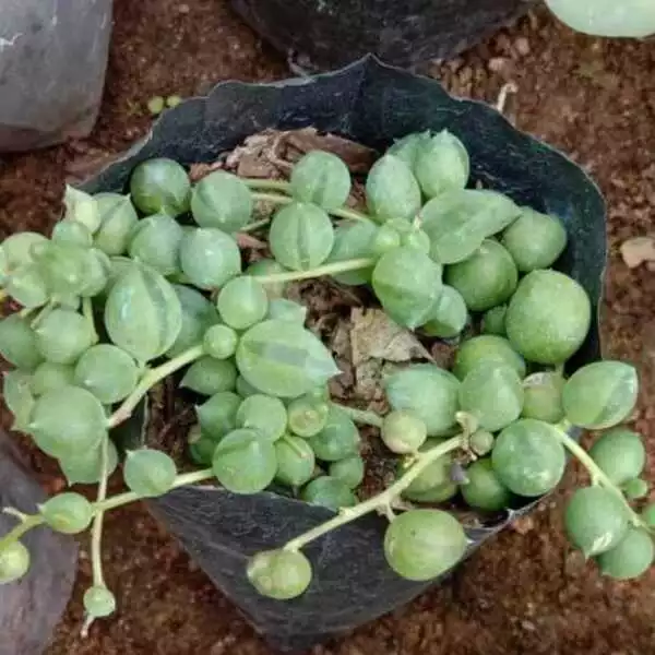 String Of Pearl Succulent