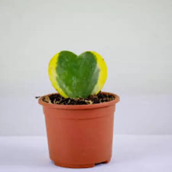 Heart Shape Hoya Plant