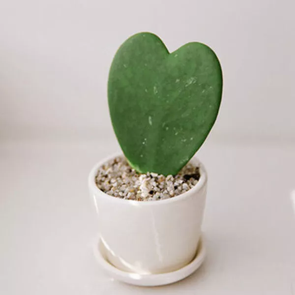 Hoya Kerrii, Heart Leaf Plant